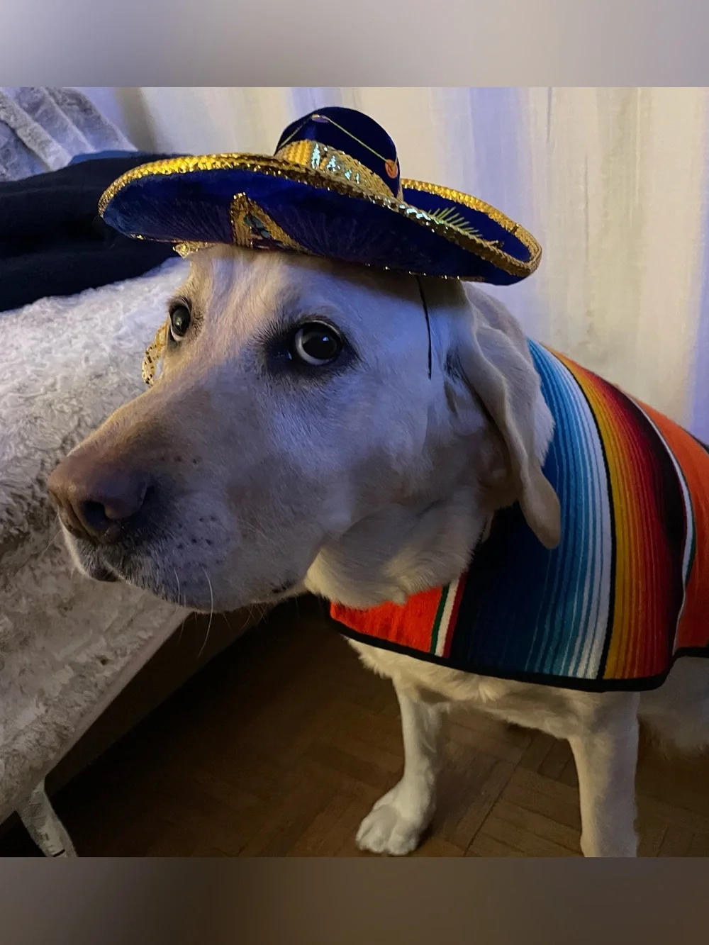 🌺High Quality Blue Velvet Mini Pet Sombrero w/Gold & Multicolor Embellishments